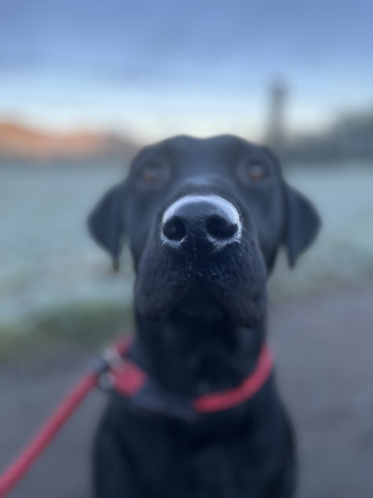 Arabella Cruikshank - Portrait of a black Labrador with a red collar, focused on the dog's nose with an out-of-focus field in the background