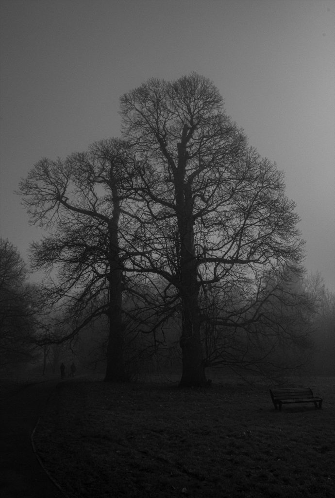 Ben Sansom - Monochrome image of tall trees in the mist