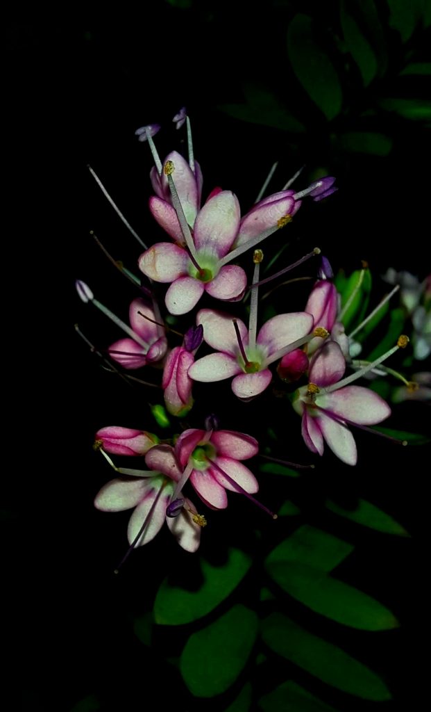 Jack Vincent - A plant with pink and white flowers photographed on a black background