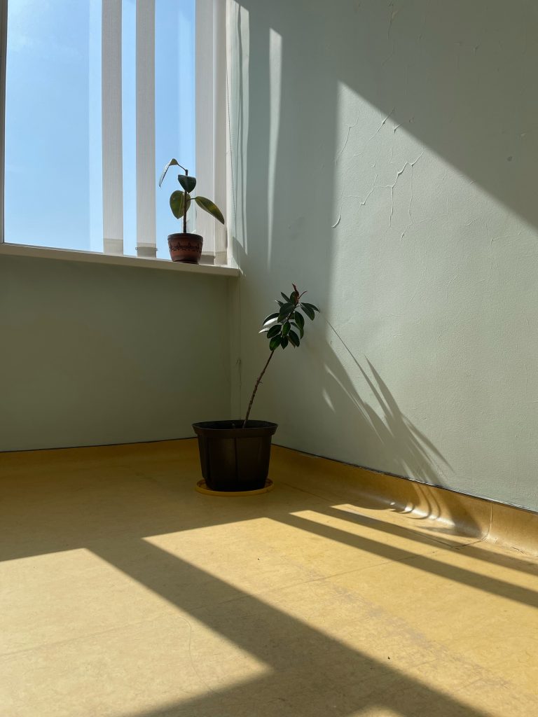 Ailana Kazhimurat - A potted plant stands in the corner of a sunlit room.