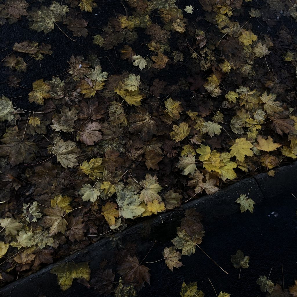 Pratyasha Mohanty - Dark image of autumn leaves scattered on the ground.